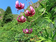 20 Lilium martagon (Giglio martagone)